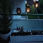 Melistia In Lejlighed *
